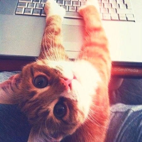 pdkitten